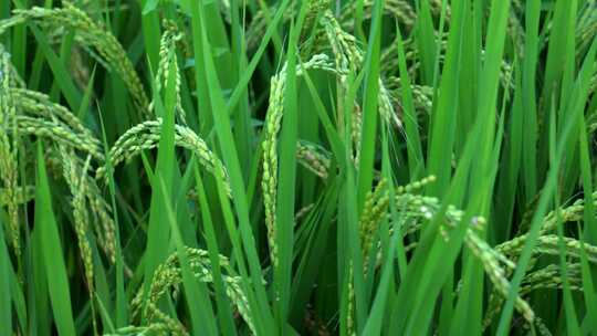 水稻稻谷大米米饭农业粮食丰收稻田