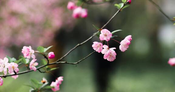 西湖海棠花