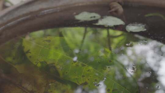 水缸里面的蚊子幼虫视频素材模板下载