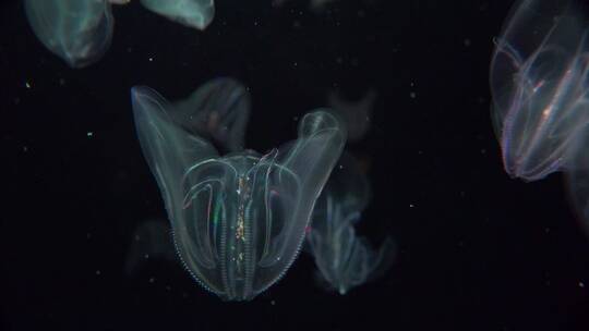 迷人的水下电动水母