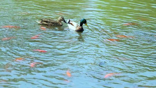 北京初春在公园水面上觅食的野鸭子