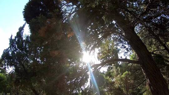 森林树木阳光光影透过树木的阳光