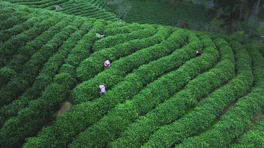 唯美茶园航拍