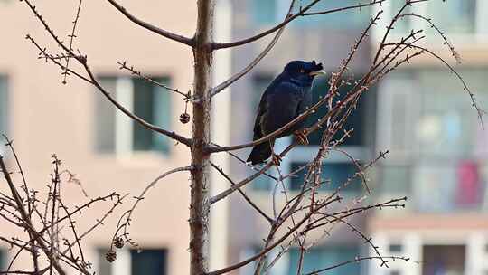 楼房前树枝上野生鸟八哥在鸣叫