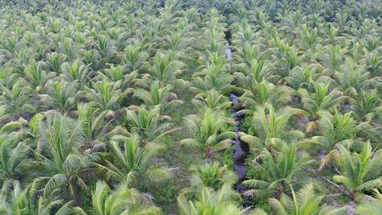 146 航拍椰林大规模种植基地灌水系统