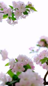 春天中国北京故宫博物院内绽放的海棠花竖屏
