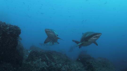 水肺潜水员看到两条大沙虎鲨向水下摄像机游来。广阔的范围视频素材模板下载