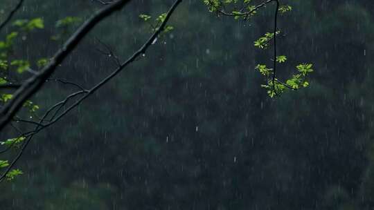 春天雨季雨滴树林树叶升格空镜