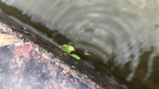 水珠滴落升格拍摄