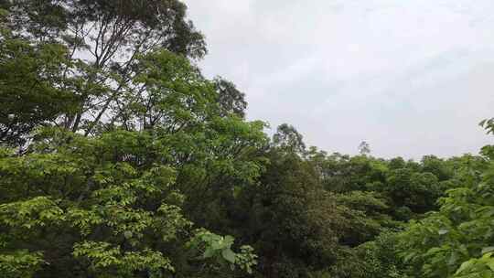 树林穿梭飞行树林航拍丛林飞过树顶自然风光