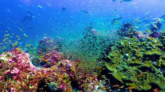 海底世界、鱼群、珊瑚礁、海底植物
