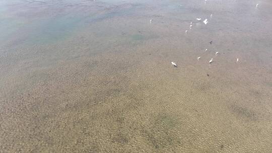 航拍飞鸟水面生态鸟儿跟拍鸟飞江面溪流河面