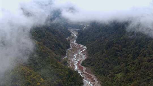 高原原始森林高山上的树林生态系统