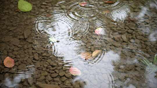 夏日雨季露珠实拍视频素材模板下载