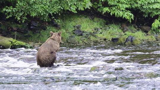 棕熊耐心地在帕夫洛夫河里捕捞鲑鱼
