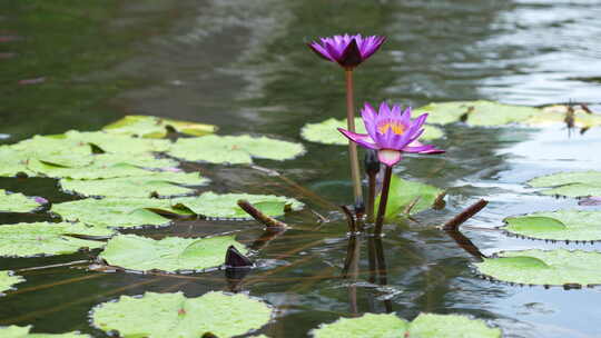 水面上的莲花实拍