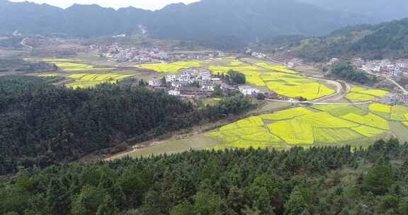 「有版权」航拍新农村油菜花