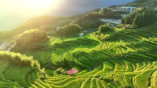 浙江丽水 云和梯田 金色阳光下的绿色梯田