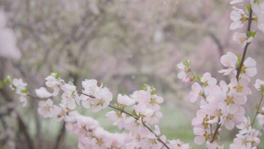 花卉雪中绽放升格视频