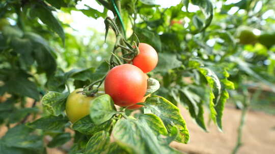 西红柿 番茄 蔬菜 三农 农业