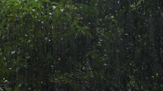 6K大雨中的樟树树叶