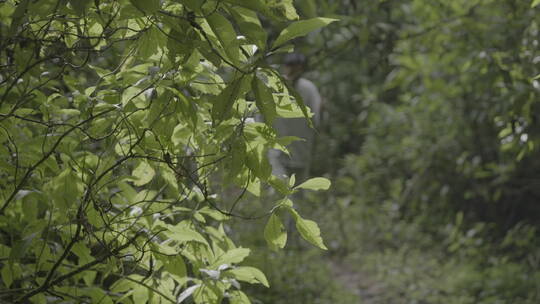 走在山里寻找植物