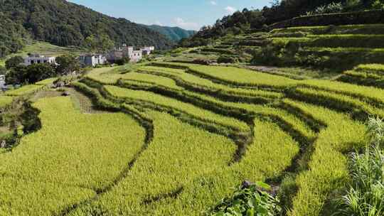 小山村梯田水稻成熟