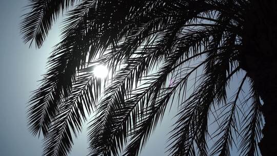 海边的棕榈树特写