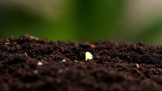 希望的种子 小幼苗生长