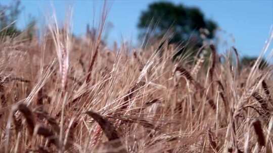 小麦种植金色麦田种植农业风光视频素材模板下载