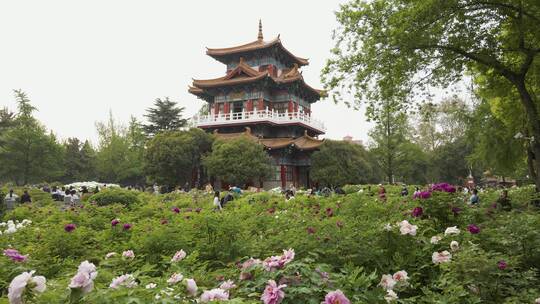 王城公园牡丹花卉