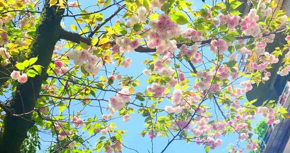 春天阳光下的樱花花朵花瓣