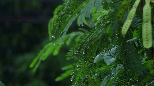 雨中的植物