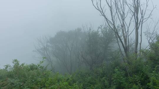 雨雾山林山顶山腰