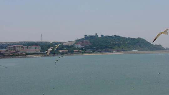 蓝色海洋大海海鸥岛屿浪花风景航拍