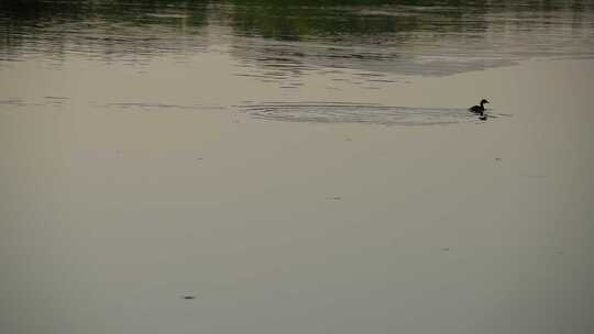一只在河流中游泳的鸭子视频素材模板下载