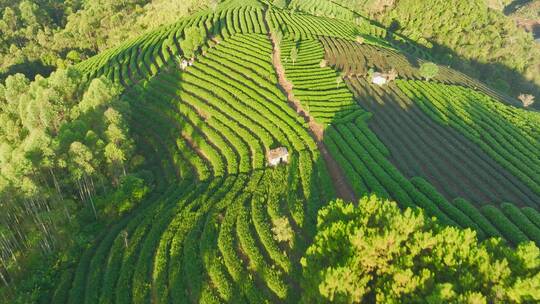 航拍茶山茶园