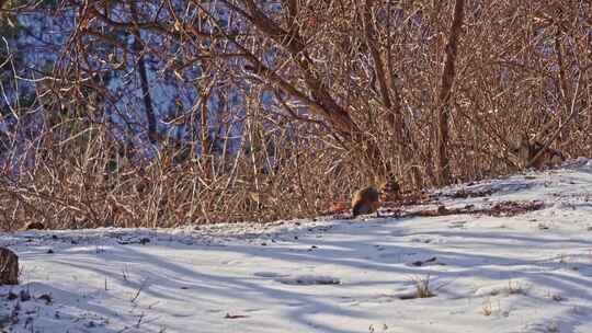 冬季雪地里的觅食的鸟类