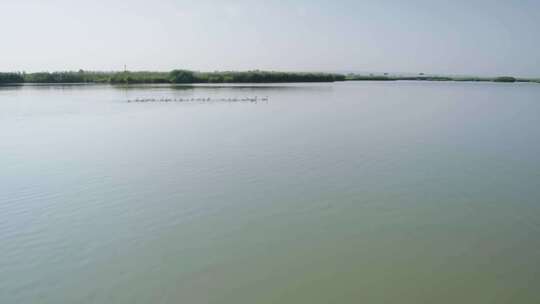 宁夏银川鸣翠湖水鸟