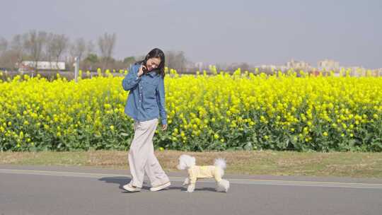 青春美女和可爱泰迪犬在春天油菜花田野玩耍