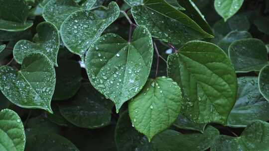 4K下雨天雨中的树叶雨滴