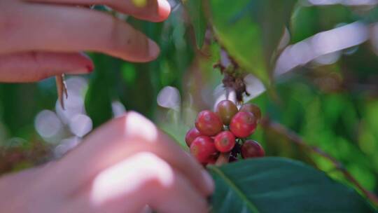 巴西海外咖啡豆种植生产视频