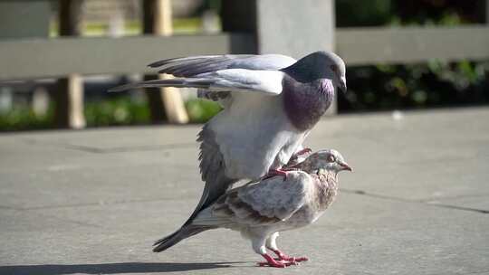 鸽子【商用需购买企业授权】