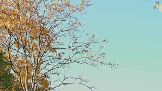 秋天夕阳下金黄的无患子树