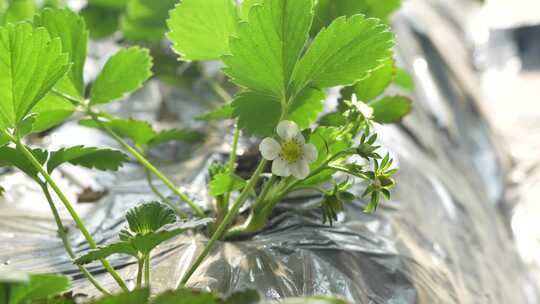 草莓园 农田 农业作物 水果 绿色植物 温室