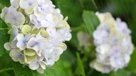 雨中的两束绣球花