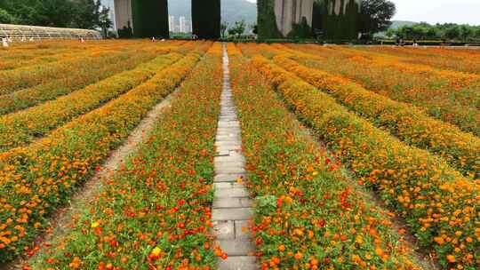 航拍福建福州城市花海公园