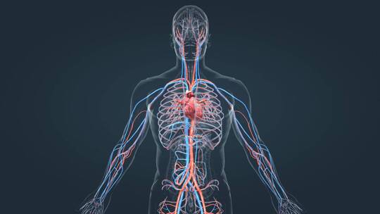 医学人体心脏运转跳动医学动画血管循环系统