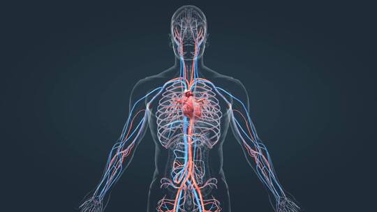 医学人体心脏运转跳动医学动画血管循环系统视频素材模板下载
