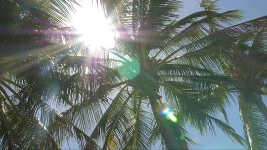 摄阳光透过摇曳的棕榈树